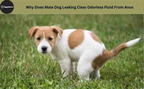 dog leaking fluid from anus|Dog Leaking Clear Fluid from Anus: 8 Causes。